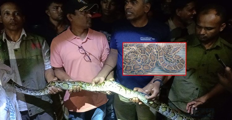 চুয়াডাঙ্গায় ধানের জমি থেকে অজগর উদ্ধার